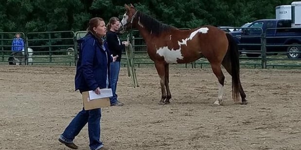 FFA horse judging 1.jpg